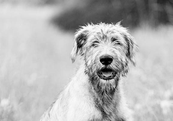 愛爾蘭獵狼犬太瘦原因