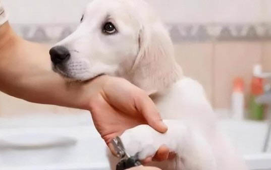 三個月狗感冒了吃什么藥