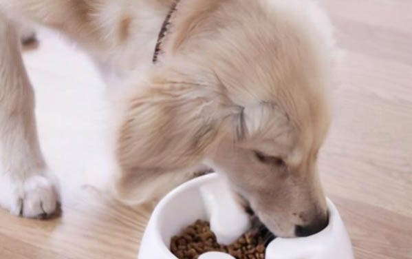 狗狗能不能吃柚子?
