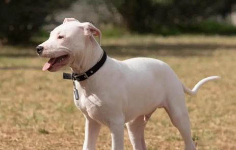 杜高和比特犬哪個厲害