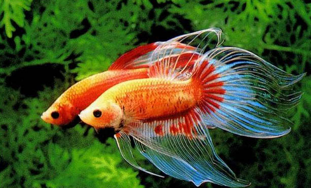 半月斗魚混養注意事項