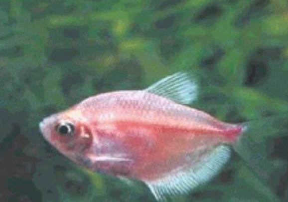 金龍魚和紅龍魚可以混養(yǎng)嗎