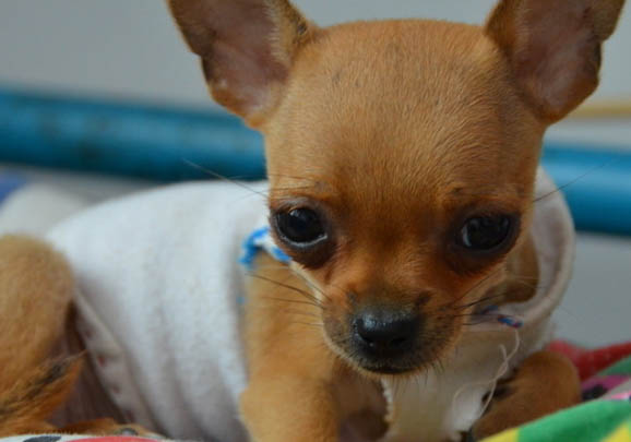 吉娃娃和小鹿犬哪個好養