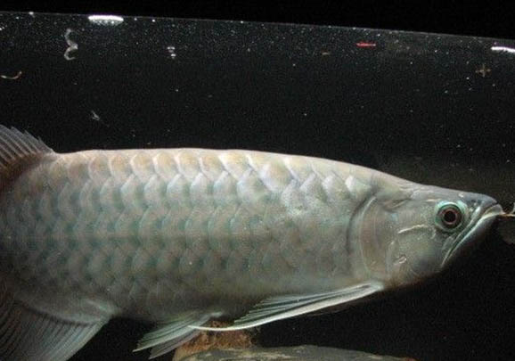 藍曼龍魚可以混養嗎