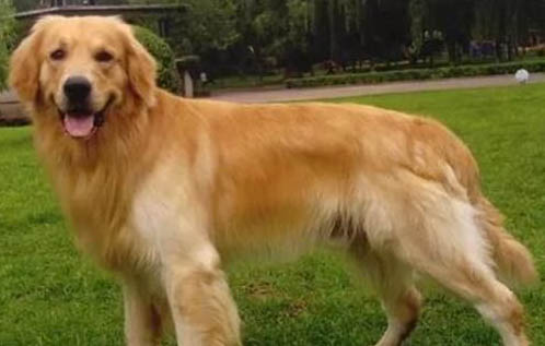 飼養(yǎng)金毛尋回幼犬注意事項