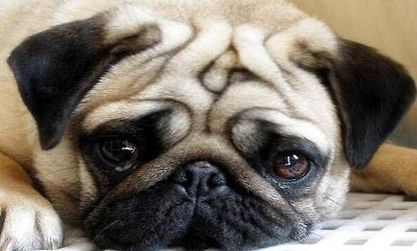 很少人養巴哥犬的原因