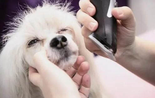 怎樣訓練狗狗不隨地大小便