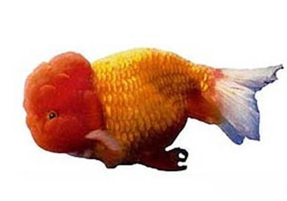 金魚尾巴變黑怎么恢復