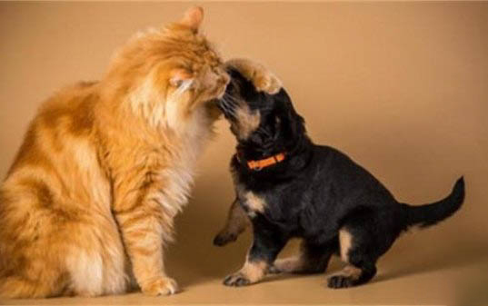 犬瘟狗狗應該吃什么藥