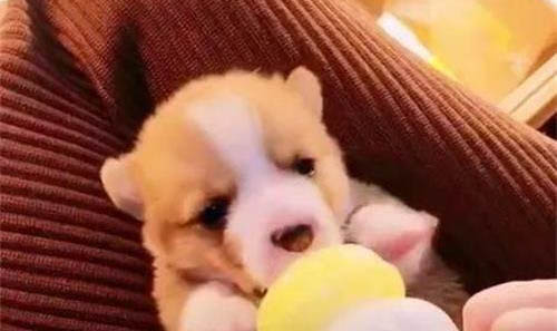 狗狗大喘氣怎么回事??？