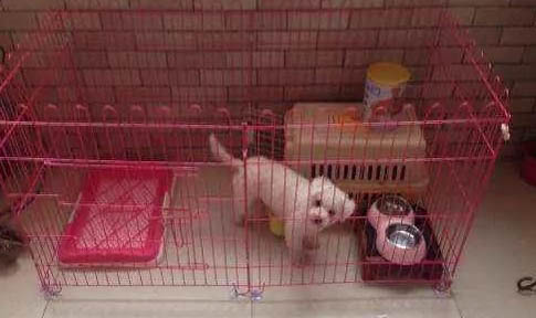狗狗為什么不可以吃巧克力
