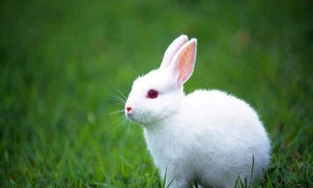如何正確飼養(yǎng)白兔子