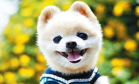 俊介犬長(zhǎng)大后的樣子