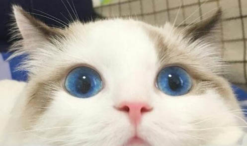 為什么貓咪會經常嘔吐拉稀呢