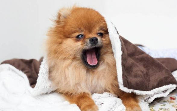 博美犬冠狀病毒病因