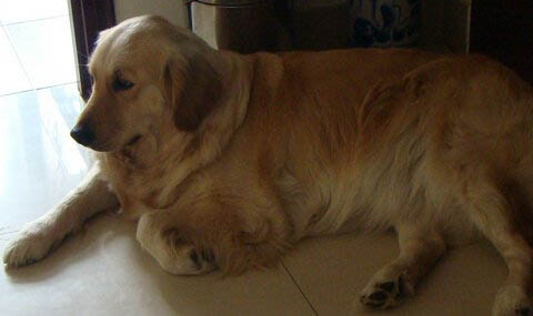 金毛犬懷孕要注意哪些問題
