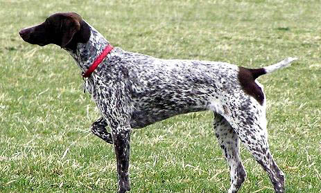 比格獵犬窩咳吃什么藥最好