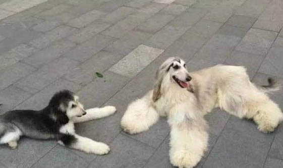 阿富汗獵犬價格 阿富汗獵犬多少錢一只