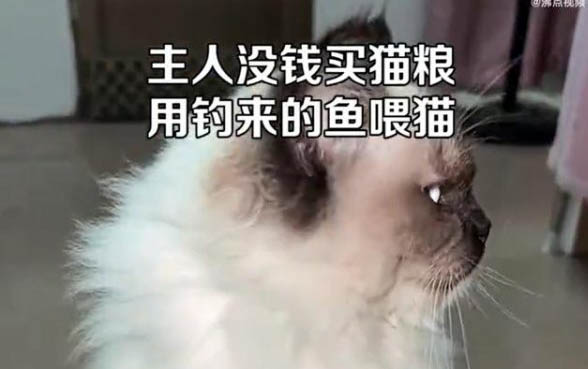 貓咪一天能睡多長時間