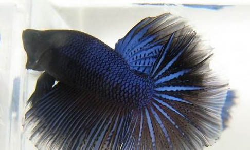 斗魚能和其它魚混養(yǎng)嗎