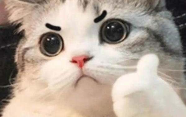 母貓絕育要多久才會脫離危險期?
