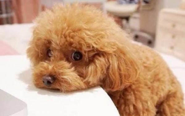 狗狗能吃熟板栗嗎?
