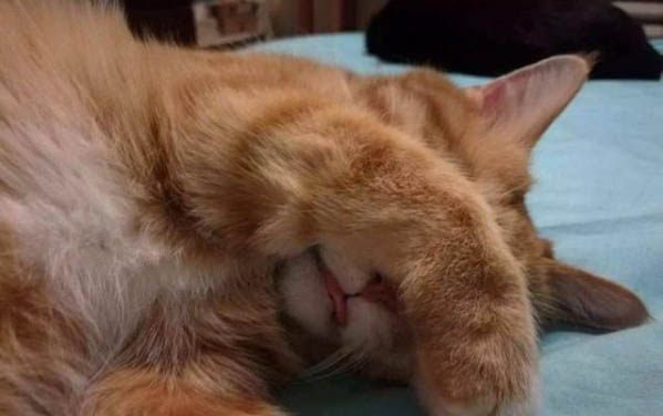 貓應激會不會導致傳腹