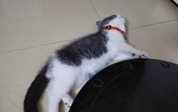 貓咪總是叫是什么原因