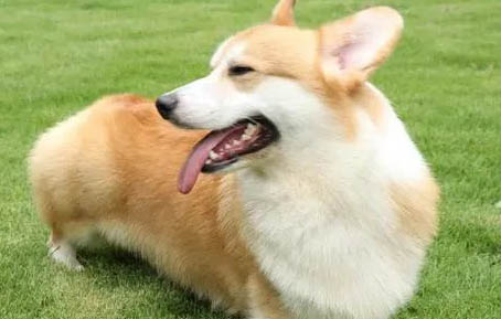 怎么去除狗狗身上的異味
