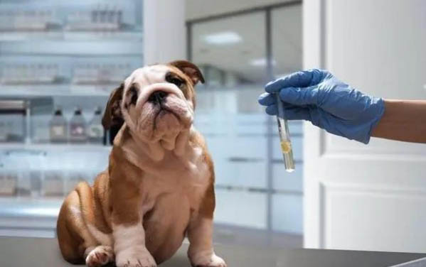狗狗得了犬瘟需要隔離多久
