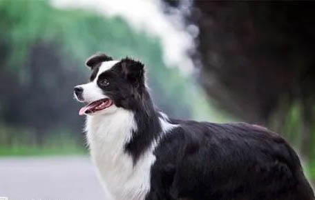 邊境牧羊犬能活多久