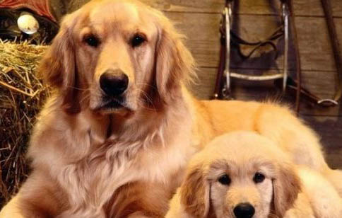 金毛犬可以活多久