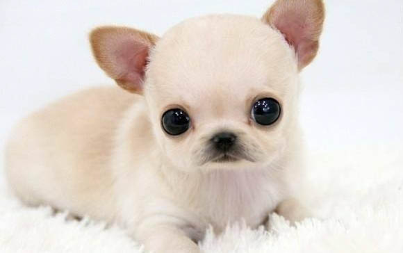 吉娃娃和小鹿犬哪個好養(yǎng)