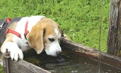 狗狗眼睛里有黑色薄膜的原因有哪些