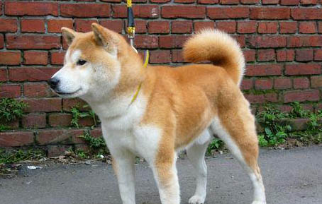 柴犬只認主人嗎