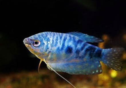 藍星魚怎么辨別雌雄