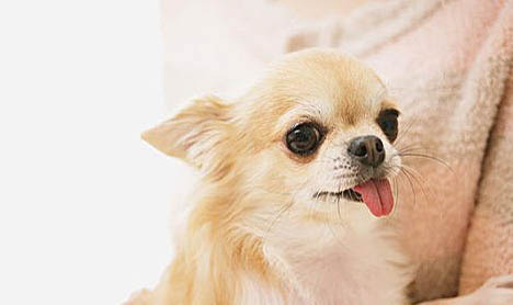怎么判斷吉娃娃犬身體健康