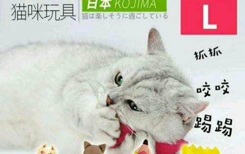 貓得毛囊炎的原因有哪些