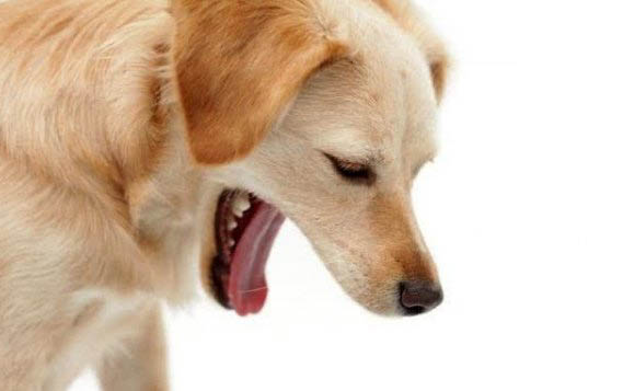 狗狗什么季節換毛