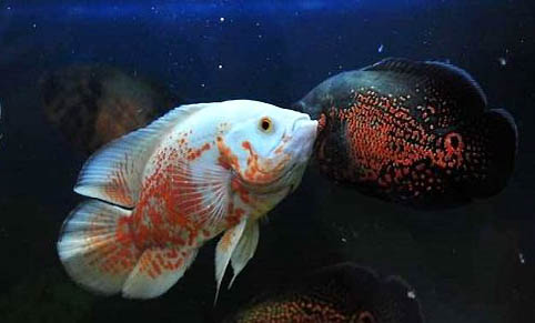 地圖魚和鸚鵡魚混養(yǎng)的注意事項