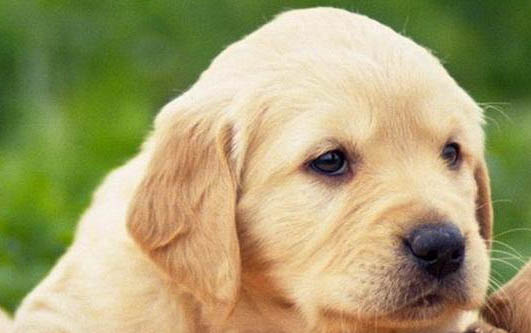 拉布拉多幼犬喂什么狗糧