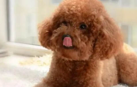 泰迪幼犬飼養方法