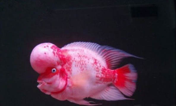 怎么樣才能養(yǎng)好羅漢魚呢