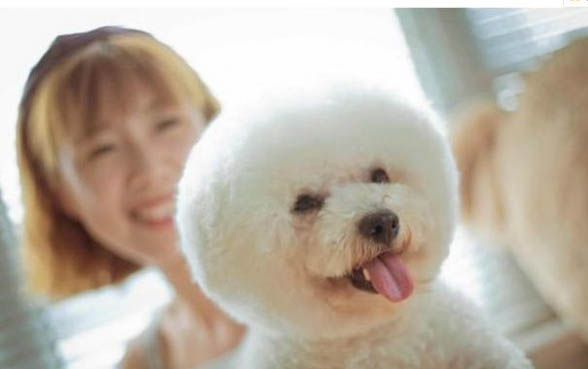 比熊犬毛發怎么打理?