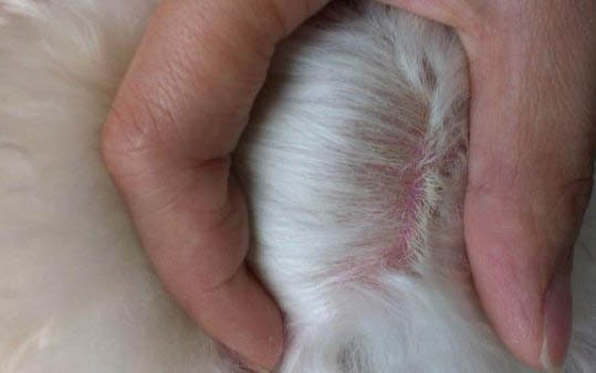 如何看狗狗是否懷孕