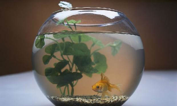 蘭壽金魚多少水位合適