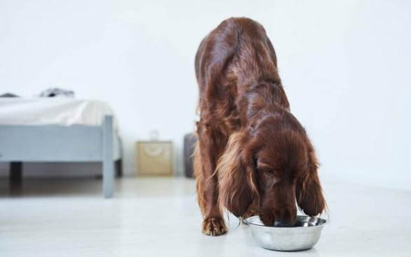 成年大型犬一天吃多少
