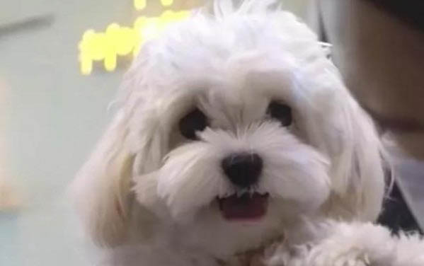 狗狗尿道有長出長長的東西是什么