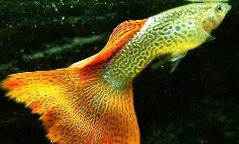 冬天養(yǎng)孔雀魚的技巧