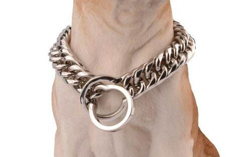 比特犬如何喂養長得壯